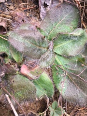 Hieracium longipilum