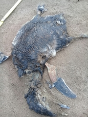 Spheniscus magellanicus