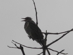 Hypsipetes amaurotis