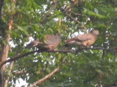 Streptopelia orientalis