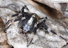 Araneus diadematoides