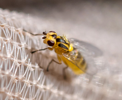 Chlorops