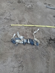 Spheniscus magellanicus