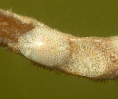 Corambe pacifica