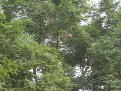 Streptopelia orientalis