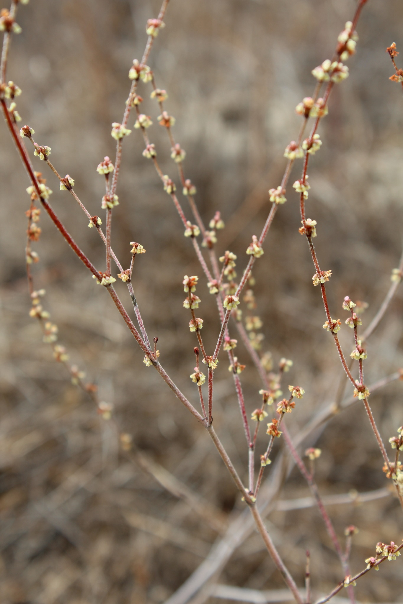 Eriogonum gracile