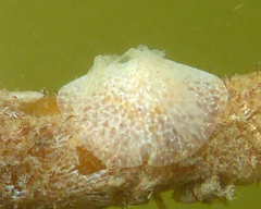 Corambe pacifica