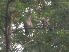 Streptopelia orientalis