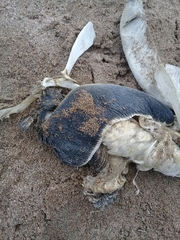 Spheniscus magellanicus