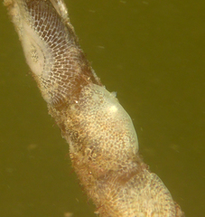 Corambe pacifica