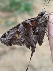 Chioides
