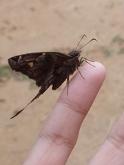 Chioides