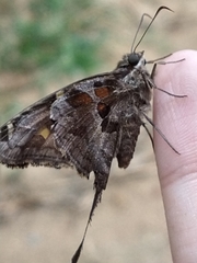 Chioides