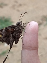 Chioides