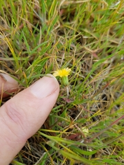 Microseris douglasii