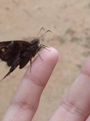 Chioides