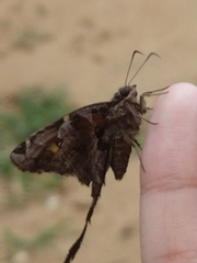 Chioides