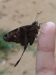Chioides