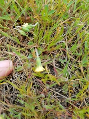Microseris douglasii