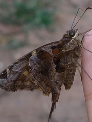 Chioides
