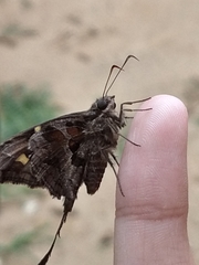 Chioides