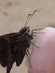Chioides