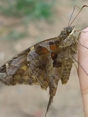 Chioides
