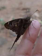 Chioides