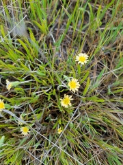 Microseris douglasii