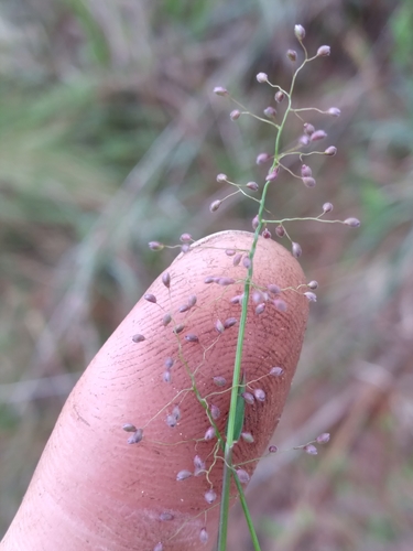 Image of Dichanthelium ensifolium by (c) Scott Ward, some rights reserved (CC BY)