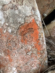 Arthonia rubrocincta