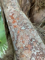 Arthonia rubrocincta