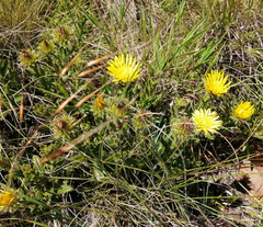 Berkheya echinacea