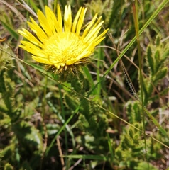 Berkheya echinacea