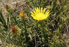 Berkheya echinacea