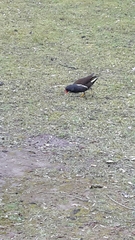 Gallinula chloropus