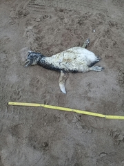 Spheniscus magellanicus