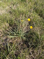 Ranunculus gramineus