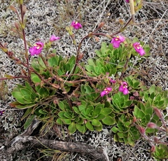 Craterostigma wilmsii