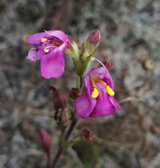Craterostigma wilmsii