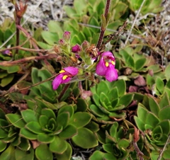 Craterostigma wilmsii