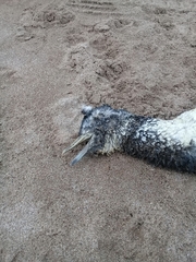 Spheniscus magellanicus