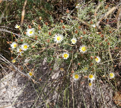 Helichrysum reflexum