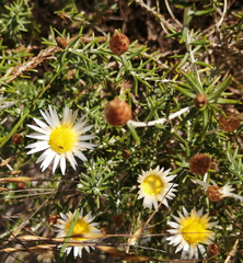 Helichrysum reflexum