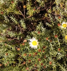 Helichrysum reflexum
