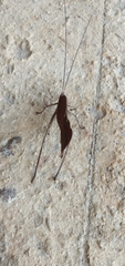 Pterochroza ocellata