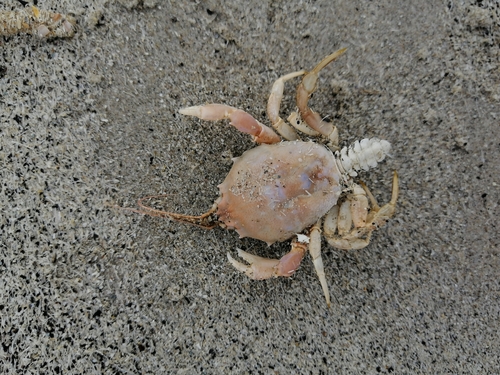 Masked crab, 9164 Buren, Netherlands, photo 6 of 10