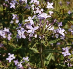 Conostomium natalense