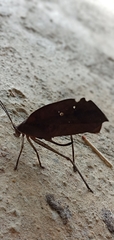 Pterochroza ocellata