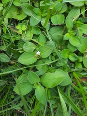 Angiospermae